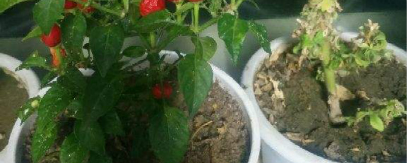 蚜虫是什么,蚜虫的防治方法 蚜虫是什么,蚜虫的防治方法