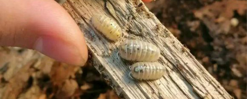 家里为什么有潮虫,怎么彻底消灭 家里为什么有潮虫,怎么彻底消灭