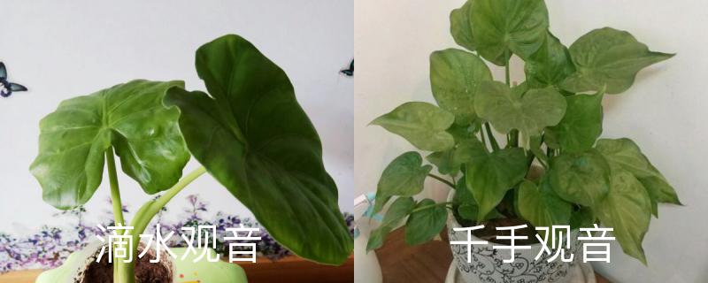 滴水观音和千手观音的区别,哪个有毒 滴水观音和千手观音的区别,哪个有毒