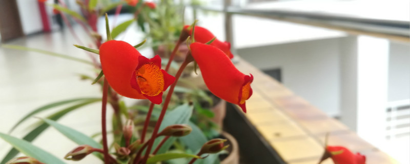 小岩桐花的养殖方法 小岩桐花的养殖方法