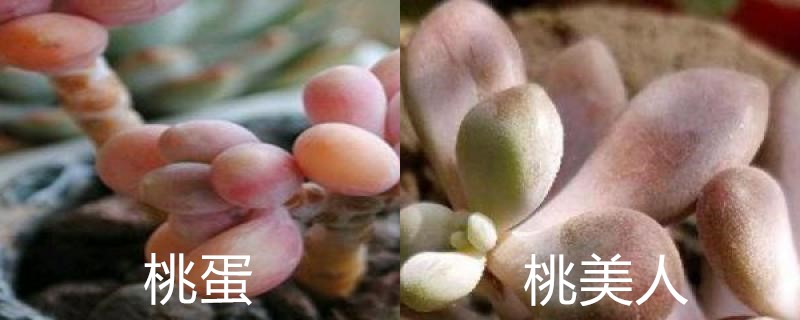 桃蛋和桃美人的区别,怎么养能出状态 桃蛋和桃美人的区别,怎么养能出状态