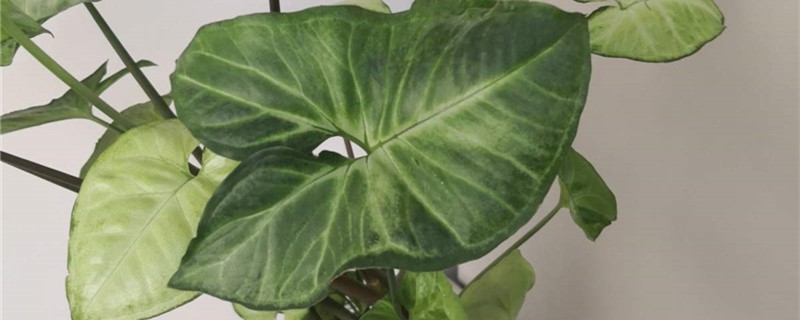 合果芋的养殖方法 合果芋的养殖方法