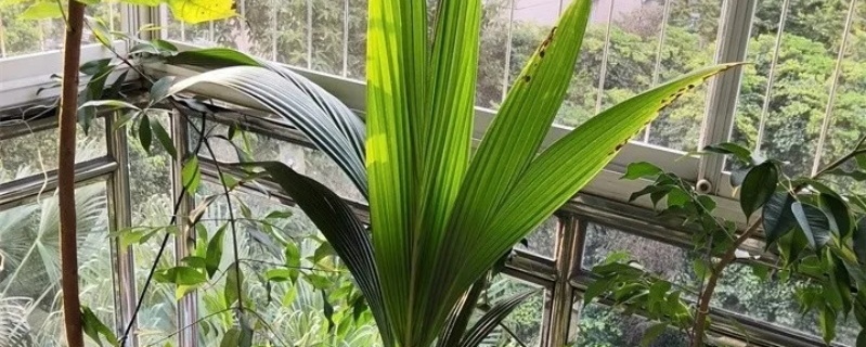 椰子怎么种植,可以盆栽吗 椰子怎么种植,可以盆栽吗