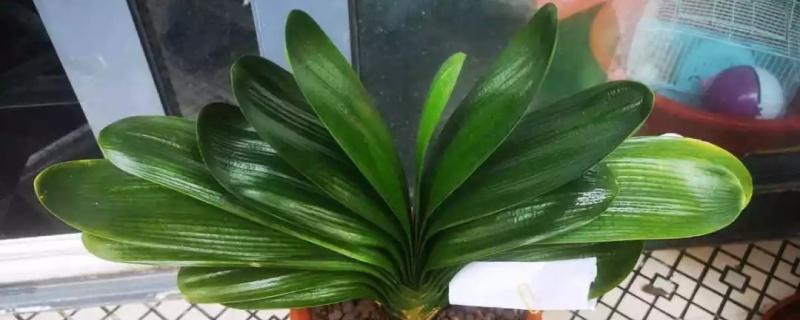 让花叶子更绿的偏方,植物变绿小妙招 让花叶子更绿的偏方,植物变绿小妙招
