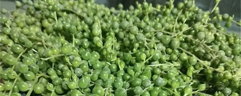 佛珠和情人泪的区别,哪个好养 佛珠和情人泪的区别,哪个好养