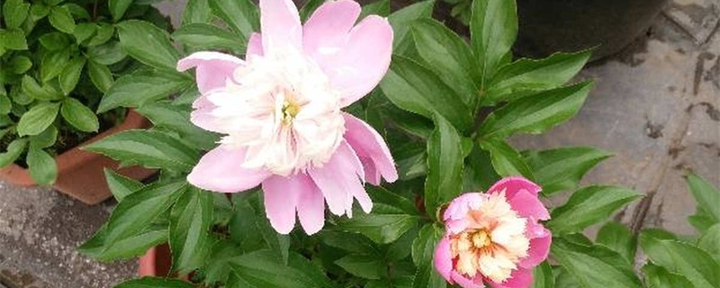 芍药怎么过冬,冬天发芽怎么办 芍药怎么过冬,冬天发芽怎么办