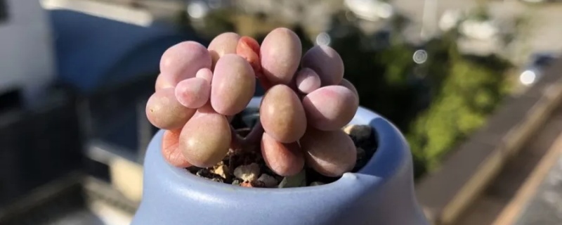 桃蛋怎么养成老桩,怎么养成悬崖桩 桃蛋怎么养成老桩,怎么养成悬崖桩