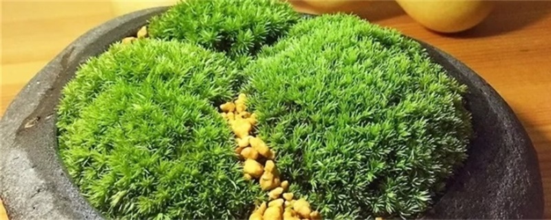 挖来的苔藓怎么养,去哪挖 挖来的苔藓怎么养,去哪挖