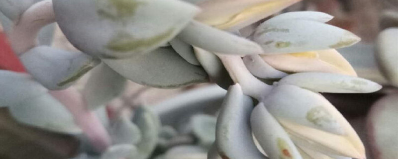 特玉莲的养殖方法和注意事项 特玉莲的养殖方法和注意事项