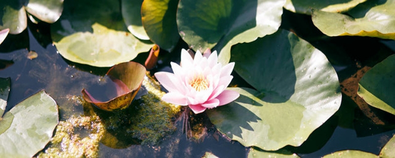 睡莲种子怎么发芽,发芽后怎么种植 睡莲种子怎么发芽,发芽后怎么种植