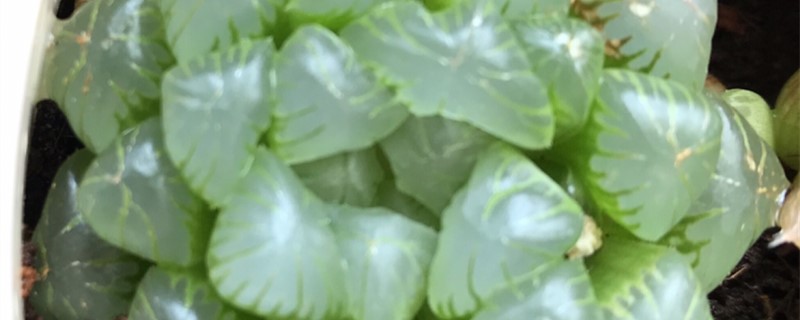 新买的玉露怎么养 新买的玉露怎么养