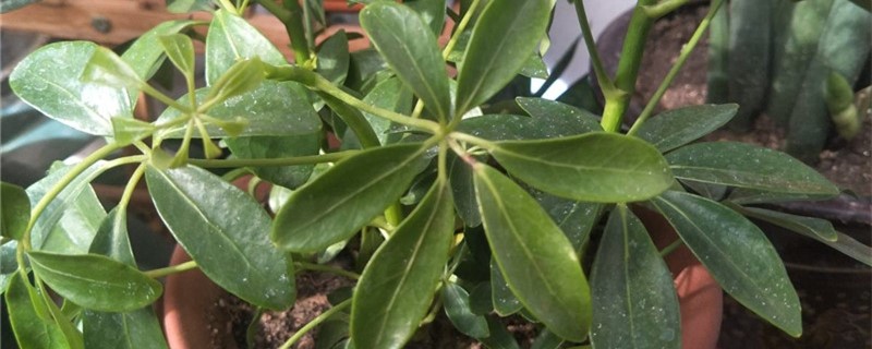 新买的鸭掌木怎么养 新买的鸭掌木怎么养