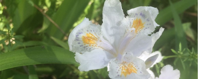 新买的蝴蝶花怎么养 新买的蝴蝶花怎么养