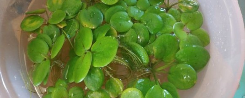 圆心萍怎么养,怎么才能繁殖得快 圆心萍怎么养,怎么才能繁殖得快