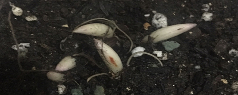 铃兰种球种植方法和注意事项,如何挑选种球 铃兰种球种植方法和注意事项,如何挑选种球