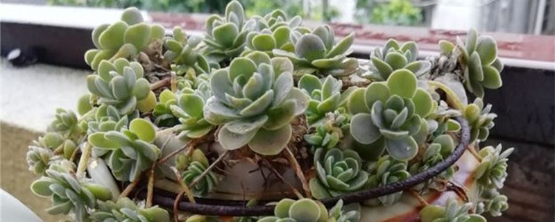 子持莲华怎么养爆盆快,用什么土种好 子持莲华怎么养爆盆快,用什么土种好