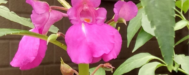 凤仙花栽培方法,栽培用什么土质 凤仙花栽培方法,栽培用什么土质