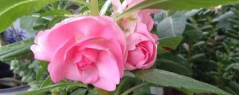 凤仙花叶子有白霜怎么回事,怎么办 凤仙花叶子有白霜怎么回事,怎么办