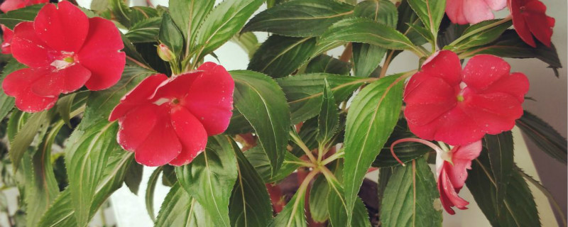 凤仙花对光照的要求高吗,喜欢什么环境 凤仙花对光照的要求高吗,喜欢什么环境