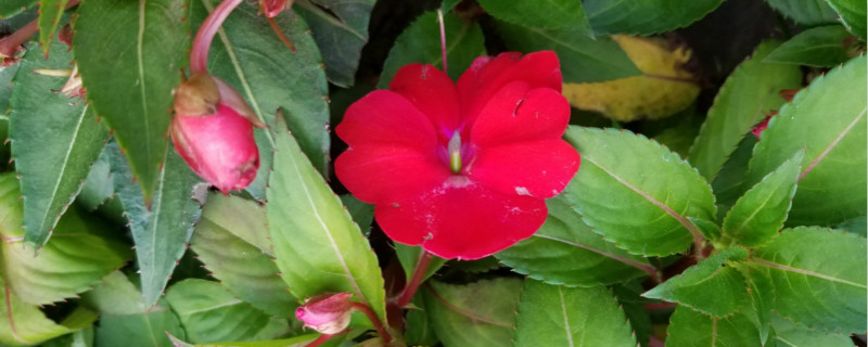 凤仙花怎么传播种子,怎么种 凤仙花怎么传播种子,怎么种