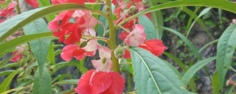 凤仙花是什么季节开的,是草本植物还是木本植物 凤仙花是什么季节开的,是草本植物还是木本植物