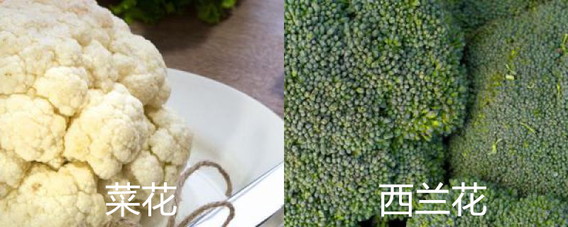 菜花和西兰花有什么区别,两者是一种东西吗 菜花和西兰花有什么区别,两者是一种东西吗