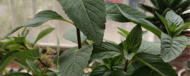 野薄荷和薄荷的区别,薄荷的图片 野薄荷和薄荷的区别,薄荷的图片