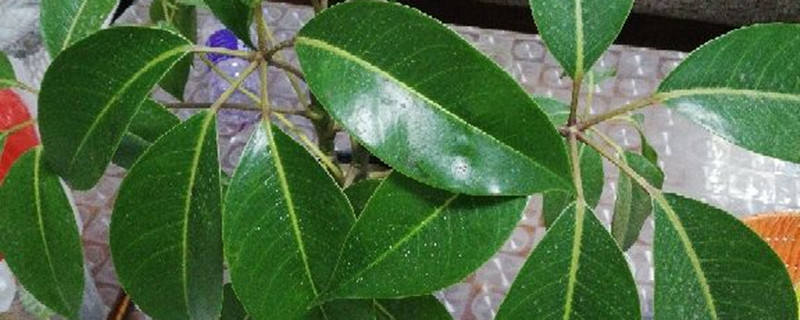 招财树如何施肥,怎么浇水 招财树如何施肥,怎么浇水