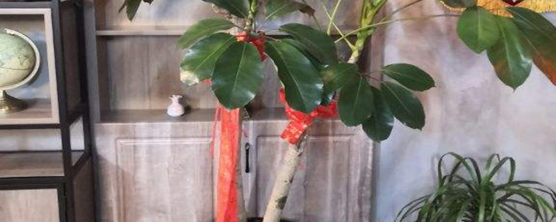 招财树如何移栽,移栽后要浇水吗 招财树如何移栽,移栽后要浇水吗