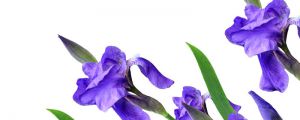 鸢尾花掉叶子怎么处理，掉叶子的原因