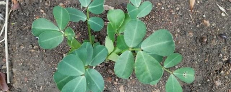 种花生用什么肥料最好,怎么施肥 种花生用什么肥料最好,怎么施肥
