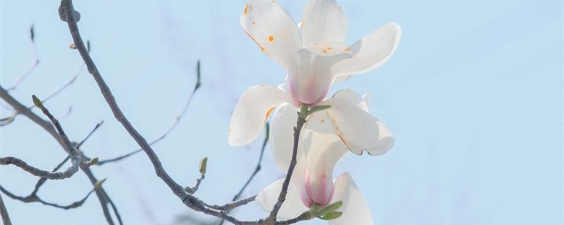 青岛适合养什么花 青岛适合养什么花
