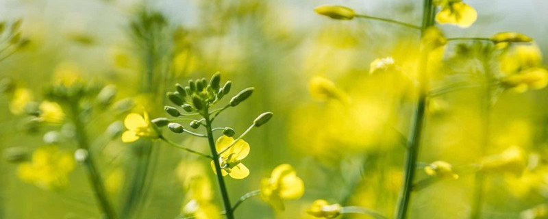 油菜花叶子功效与作用,油菜花有什么特点 油菜花叶子功效与作用,油菜花有什么特点