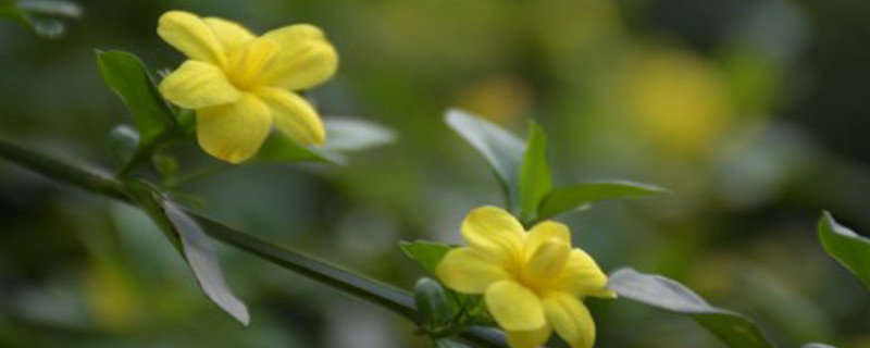 立春的代表花是什么花 立春的代表花是什么花