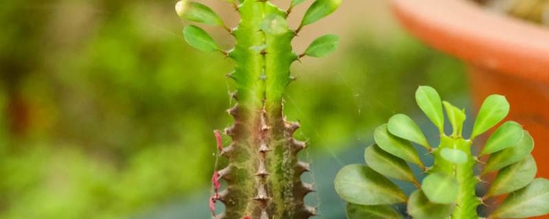 镇宅的花卉绿植有哪些 镇宅的花卉绿植有哪些
