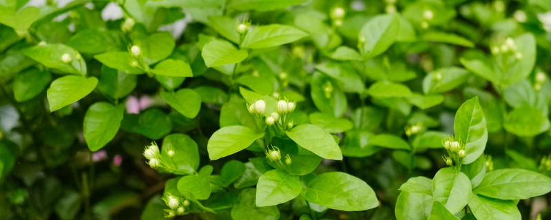 家里种茉莉不吉利 家里种茉莉不吉利