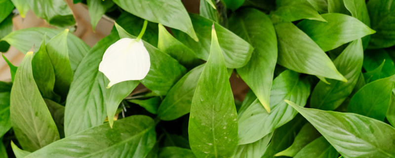 办公室最旺风水植物 办公室最旺风水植物