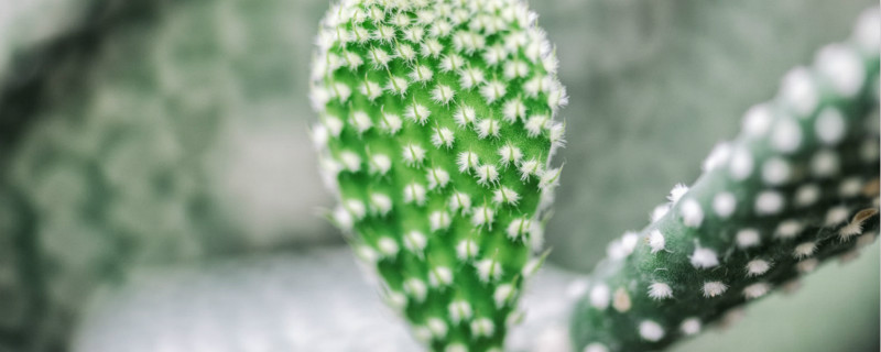 逆境中生长顽强植物 逆境中生长顽强植物