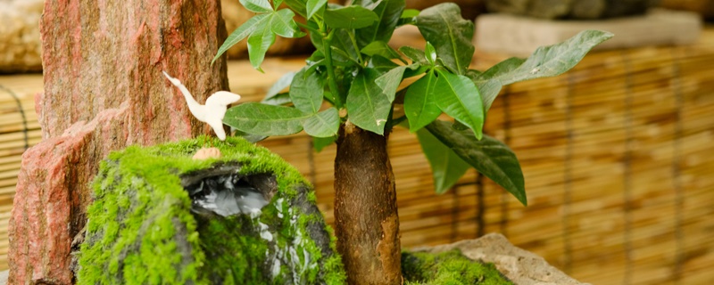 客厅最旺宅的大型植物 客厅最旺宅的大型植物