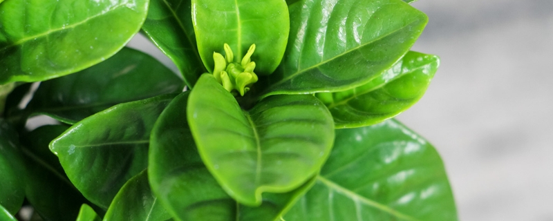 夏天的代表性的植物 夏天的代表性的植物