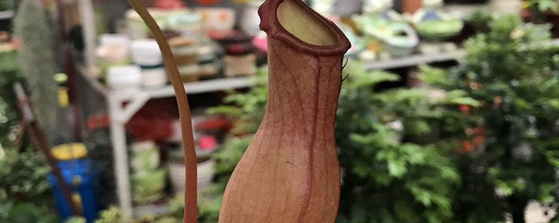 特殊本领的植物有哪些 特殊本领的植物有哪些