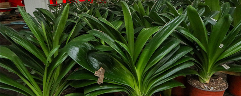 绿植养护知识和方法 绿植养护知识和方法