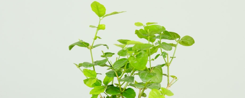 立夏代表性植物是什么 立夏代表性植物是什么
