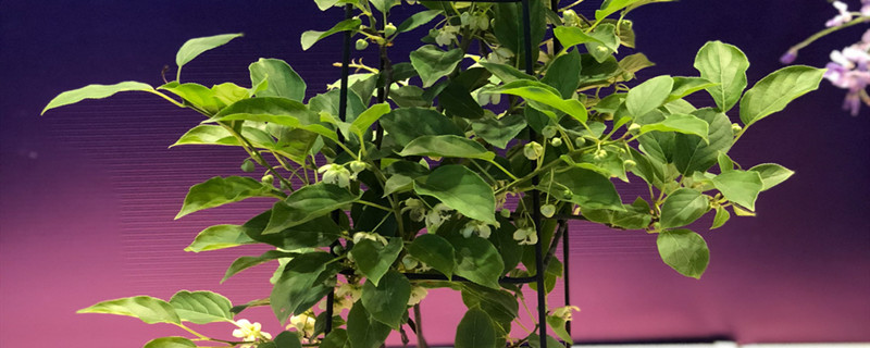 软枣猕猴桃的种植技术 软枣猕猴桃的种植技术