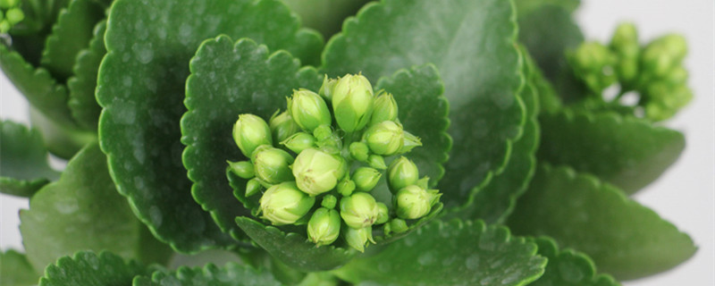 湛江适合养什么花,市花和市树是什么 湛江适合养什么花,市花和市树是什么