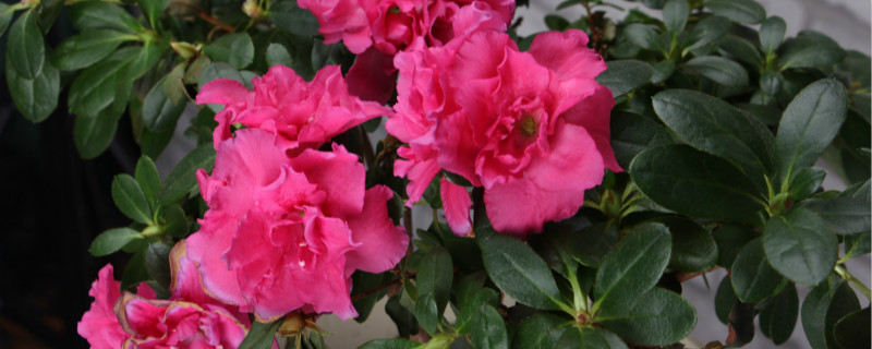 肇庆适合养什么花,市花和市树是什么 肇庆适合养什么花,市花和市树是什么