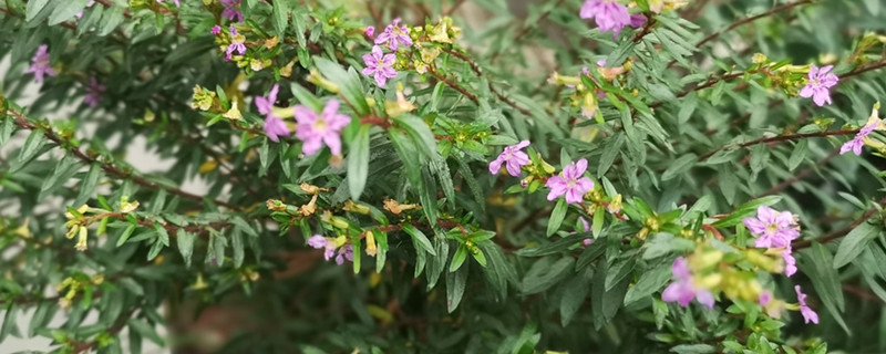 佛山适合养什么花,市花和市树是什么 佛山适合养什么花,市花和市树是什么