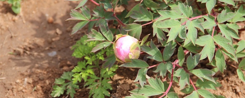 盐城适合养什么花,市花和市树是什么 盐城适合养什么花,市花和市树是什么
