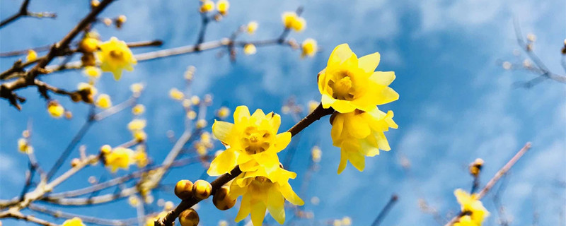 锡林郭勒盟适合养什么花,市花和市树是什么 锡林郭勒盟适合养什么花,市花和市树是什么