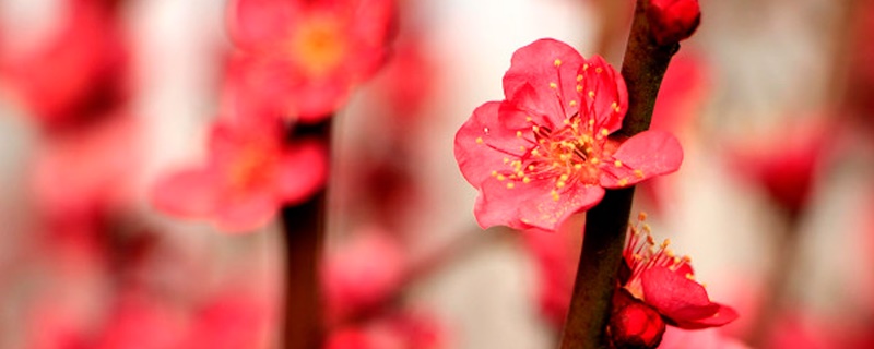 汉中适合养什么花,市花和市树是什么 汉中适合养什么花,市花和市树是什么
